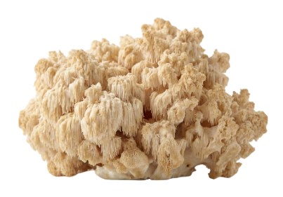 Lion’s Mane Mushroom