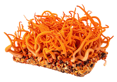 Cordycep Mushroom